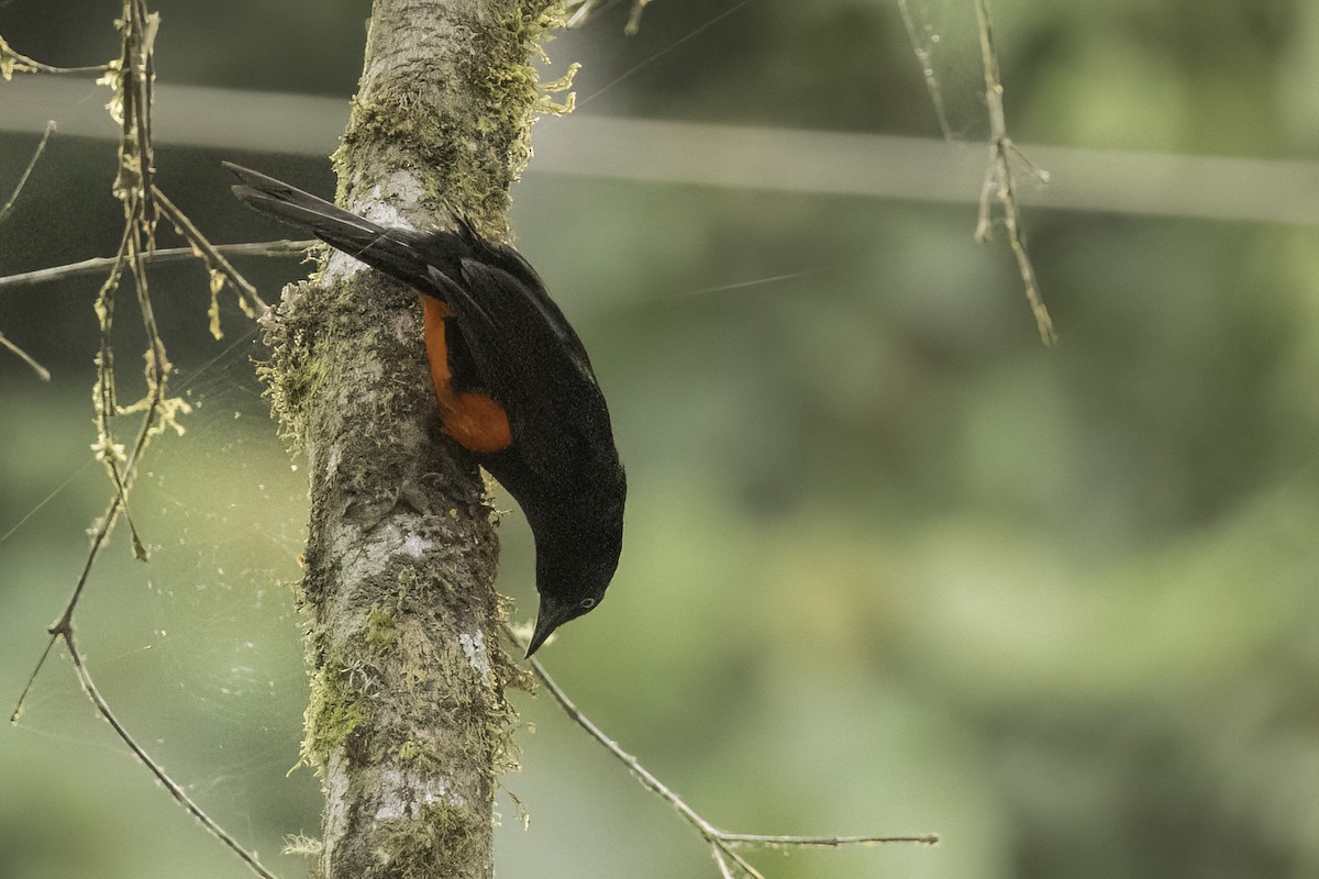 Red-bellied Grackle - ML623170350