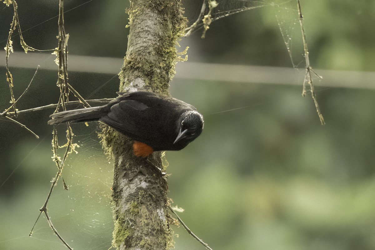 Red-bellied Grackle - ML623170351