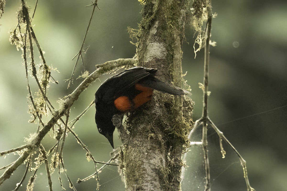 Red-bellied Grackle - ML623170352