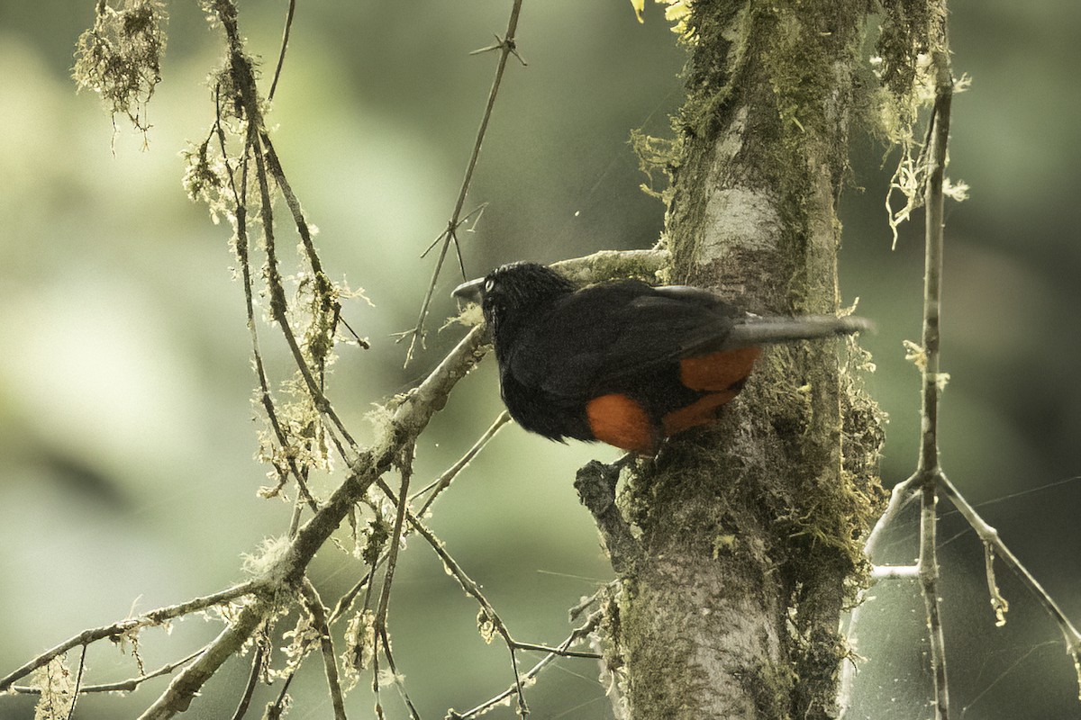 Red-bellied Grackle - Jeanne Verhulst