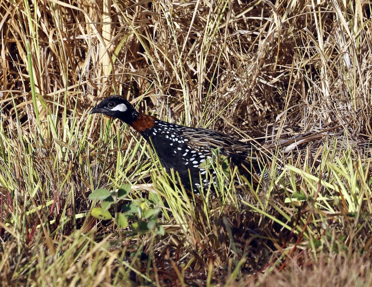 Black Francolin - ML623170355