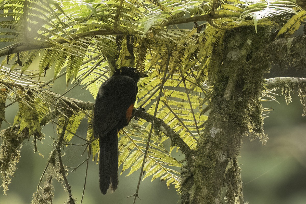 Red-bellied Grackle - ML623170358