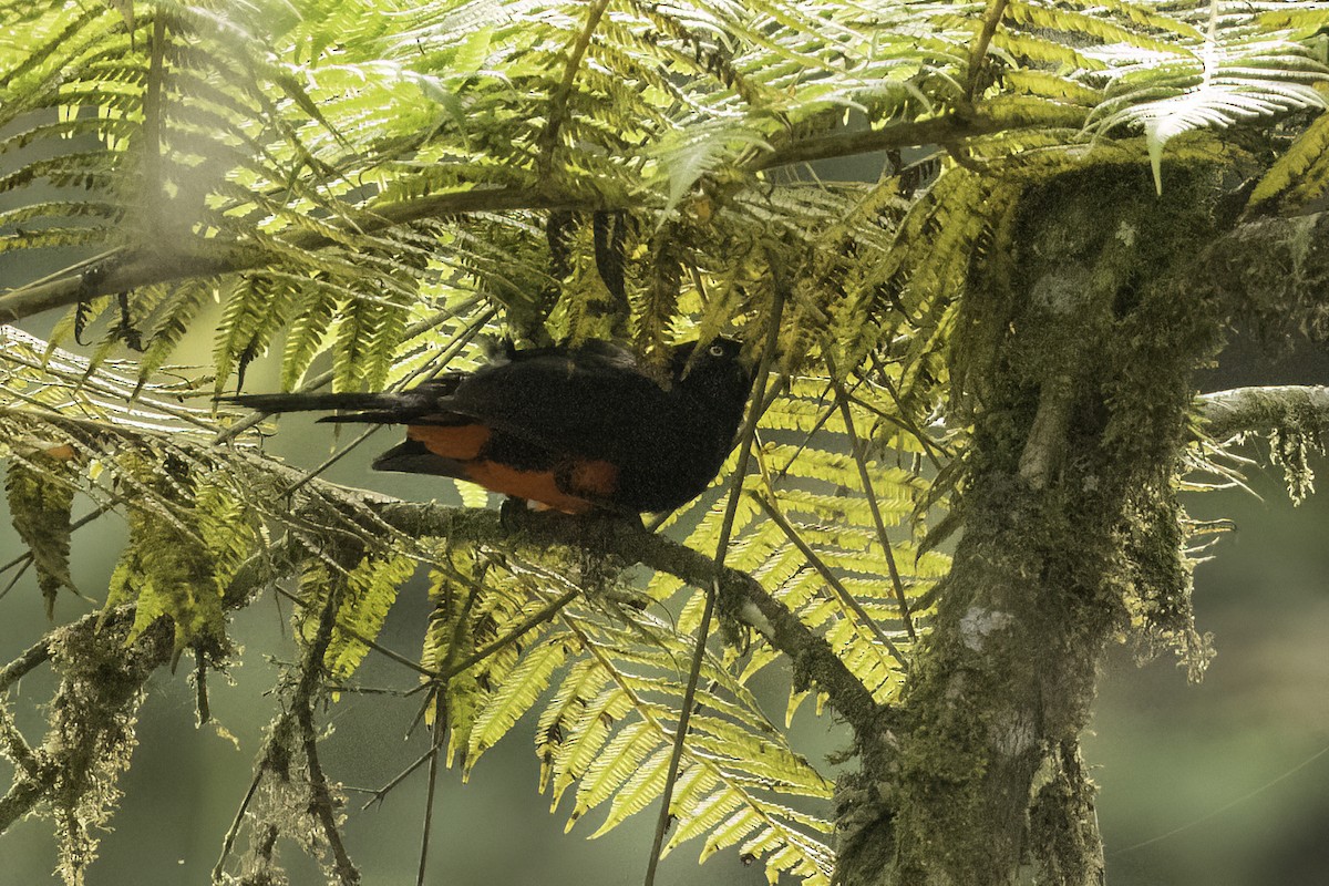 Red-bellied Grackle - ML623170363