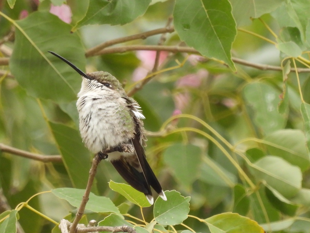 Blue-tufted Starthroat - ML623170393