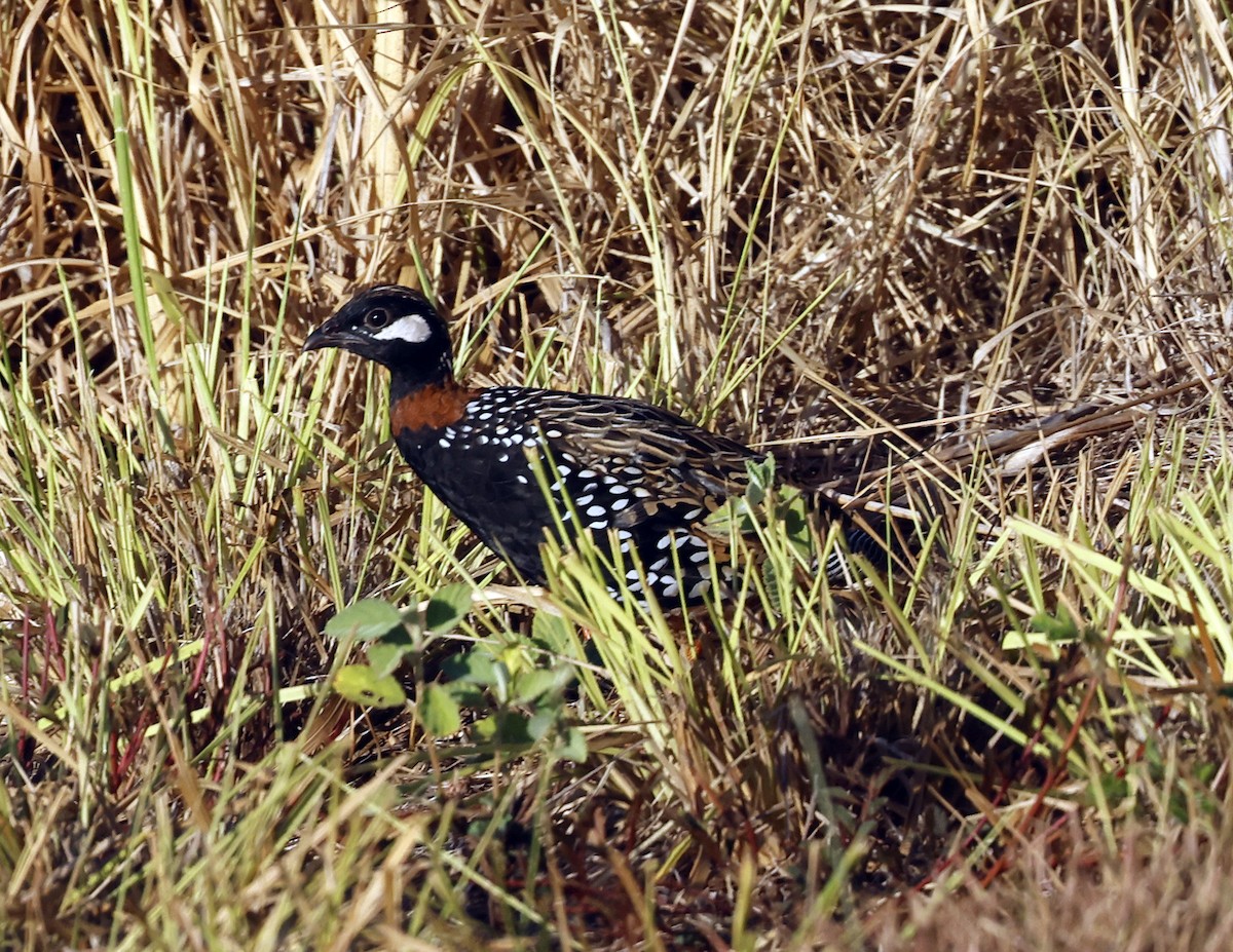 Black Francolin - ML623170411