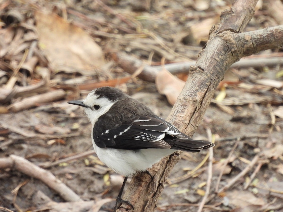 Black-backed Water-Tyrant - ML623170428