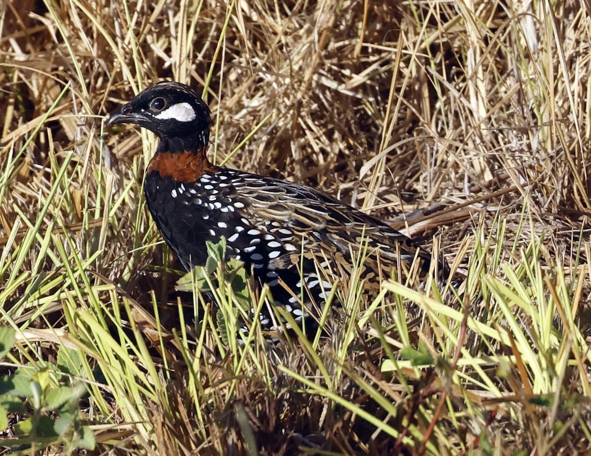 Black Francolin - ML623170474