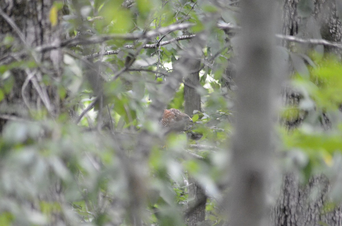 Red-shouldered Hawk - Gary Zenitsky