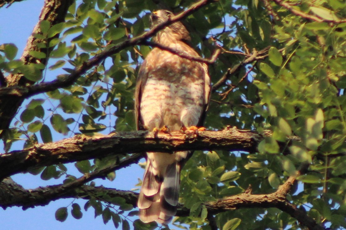 Broad-winged Hawk - ML623170592