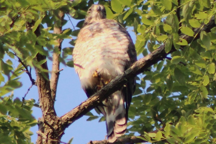 Broad-winged Hawk - ML623170604