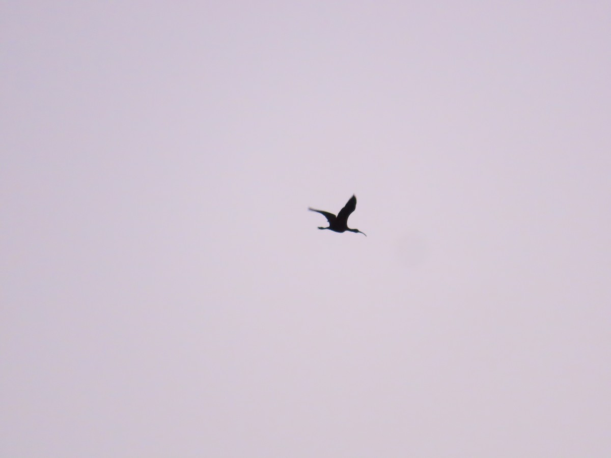 White-faced Ibis - ML623170607