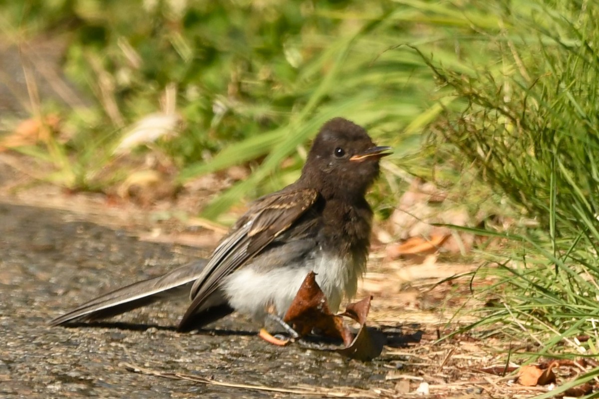 Black Phoebe - ML623170619