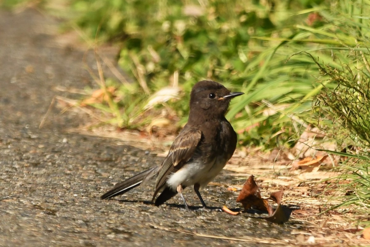 Black Phoebe - ML623170620