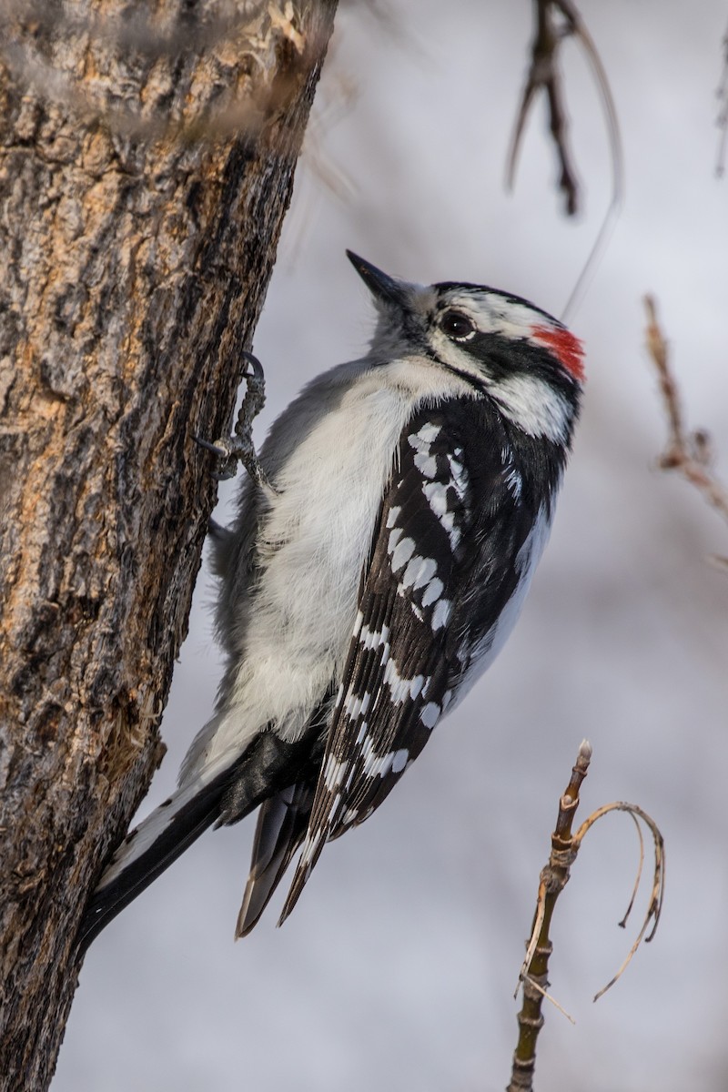 Downy Woodpecker - ML623170630