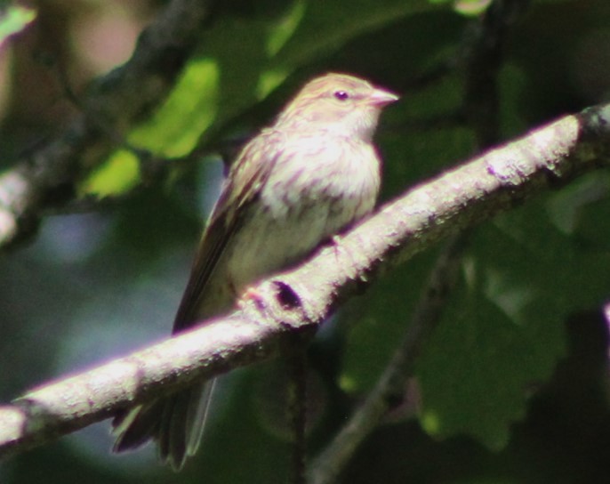Chipping Sparrow - ML623170632