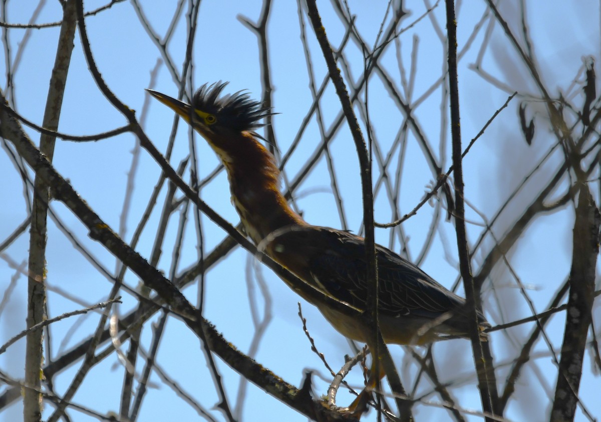 Green Heron - ML623170637