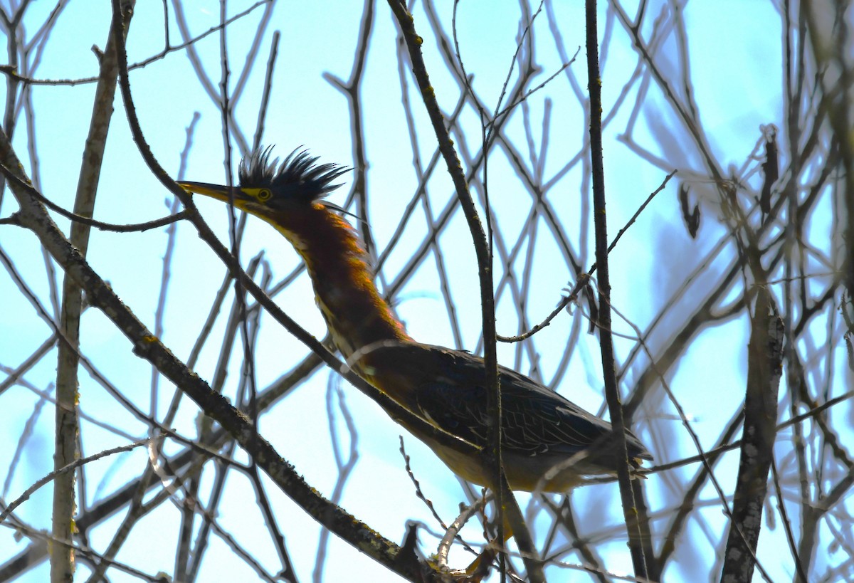 Green Heron - ML623170638