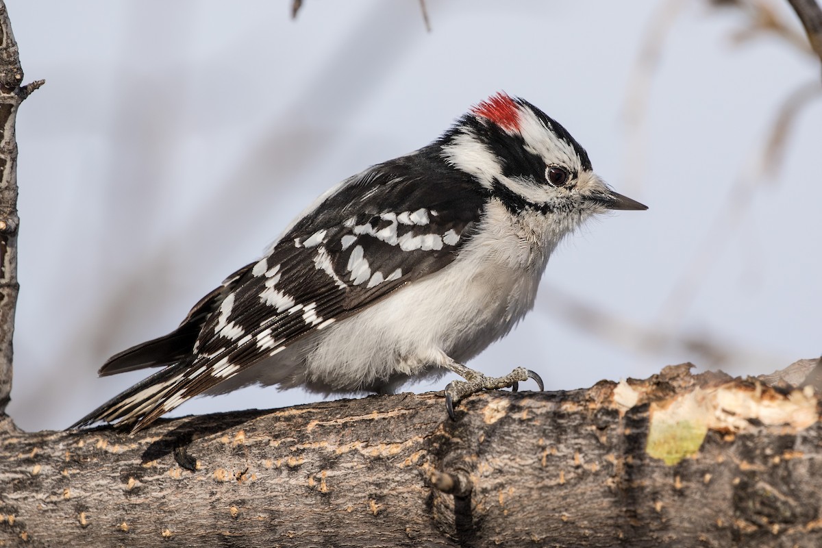 Downy Woodpecker - ML623170644