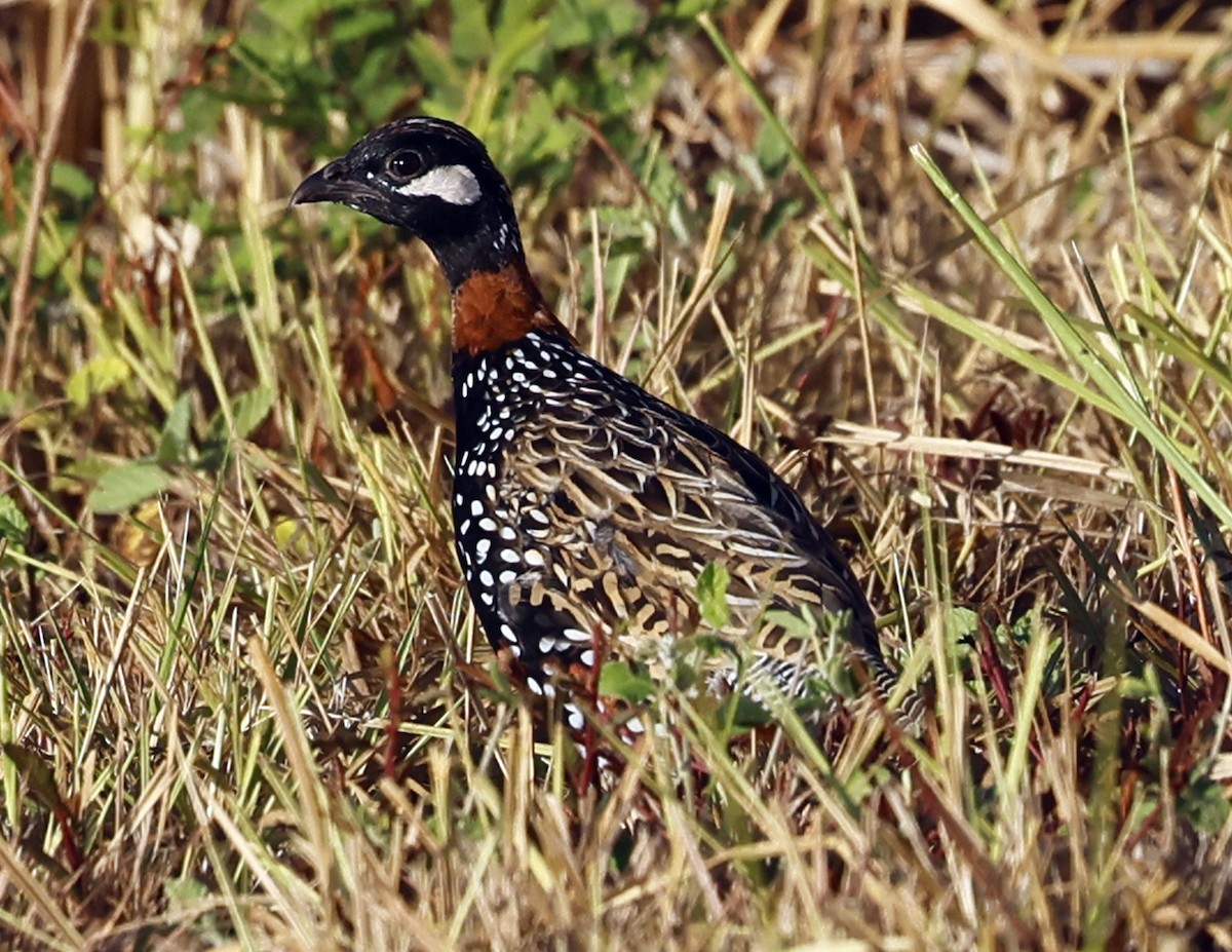 Black Francolin - ML623170651