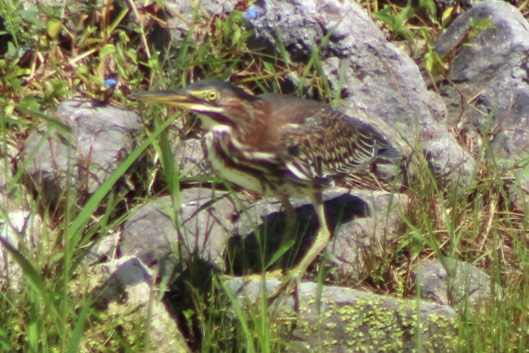 Green Heron - ML623170654