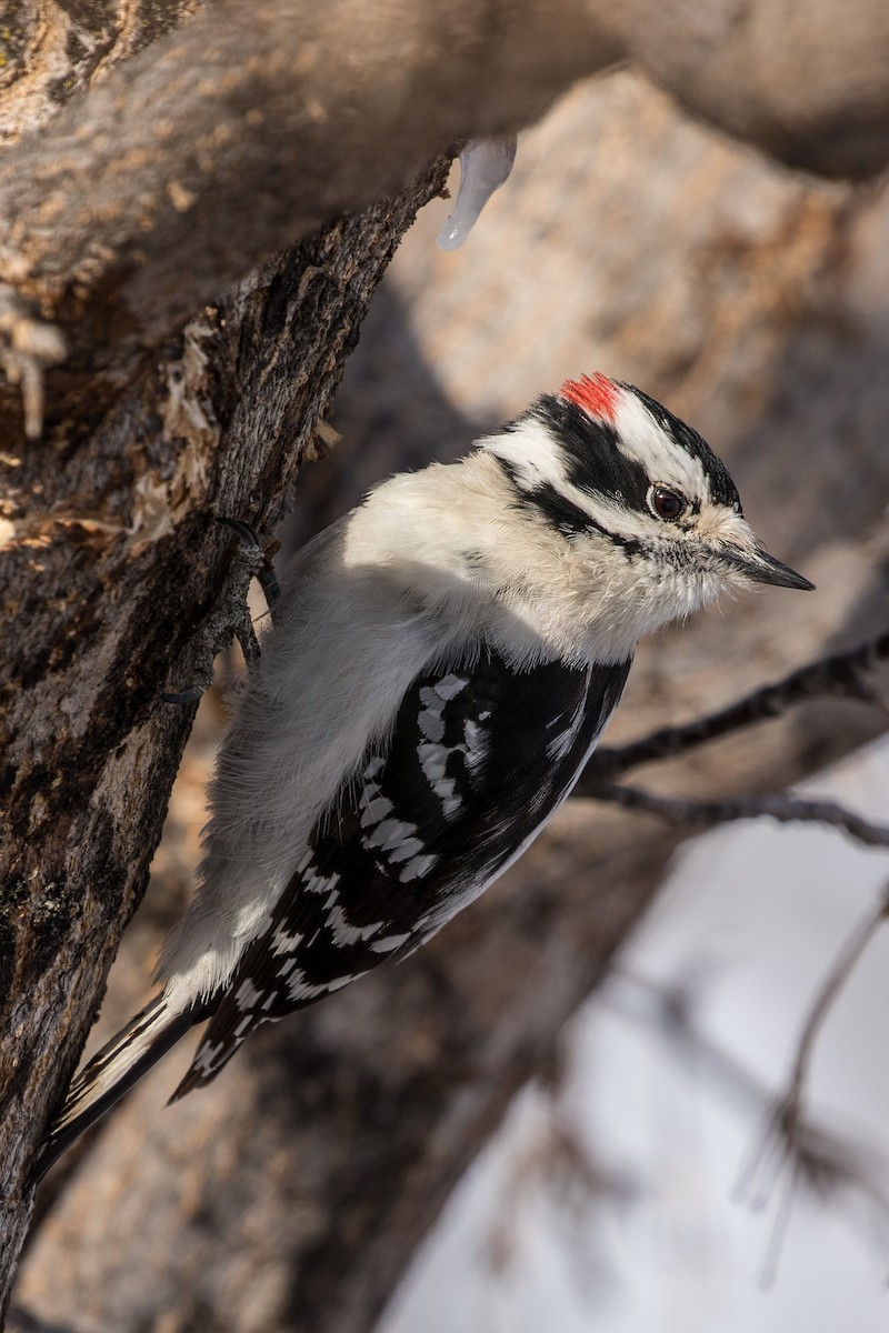 Downy Woodpecker - ML623170664