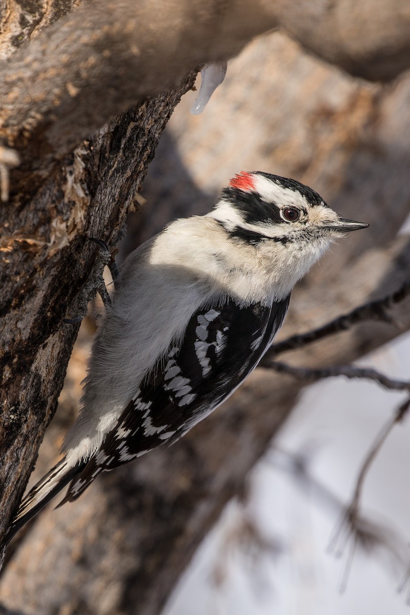 Downy Woodpecker - ML623170673