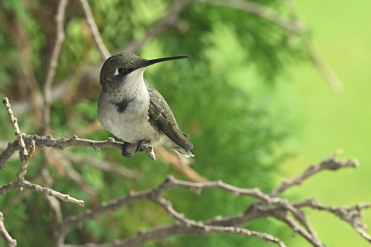 Ruby-throated Hummingbird - ML623170750