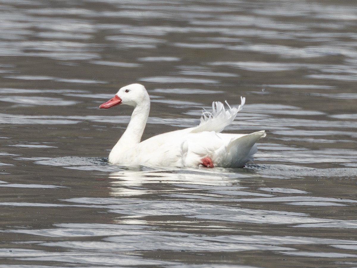 Coscoroba Swan - ML623170774