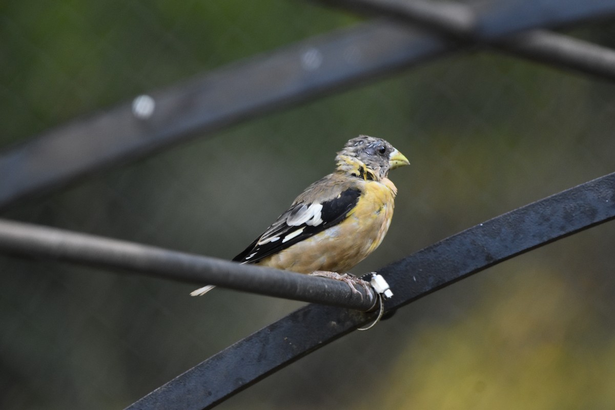 Evening Grosbeak - ML623170875