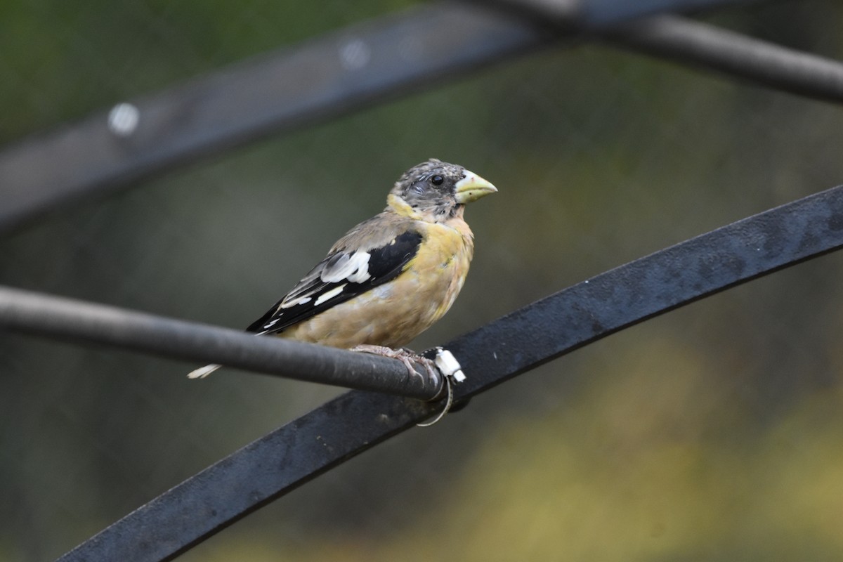 Evening Grosbeak - ML623170877