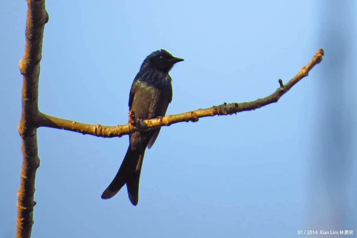 Drongo bronzé - ML623170899