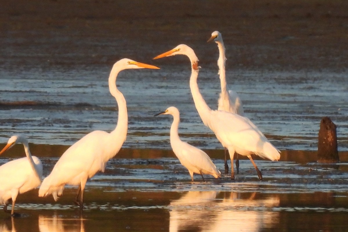 Snowy Egret - ML623170970