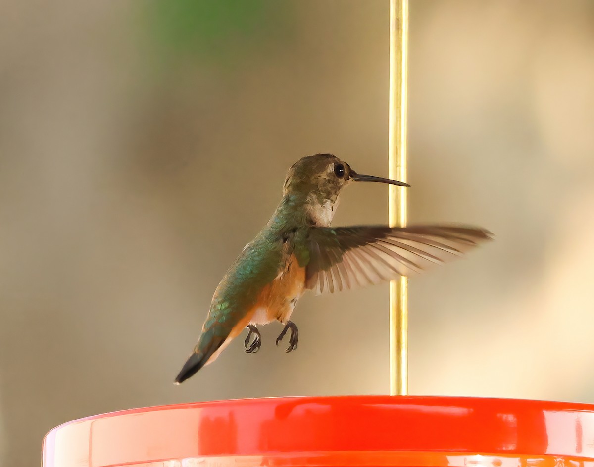 Allen's Hummingbird - ML623171091