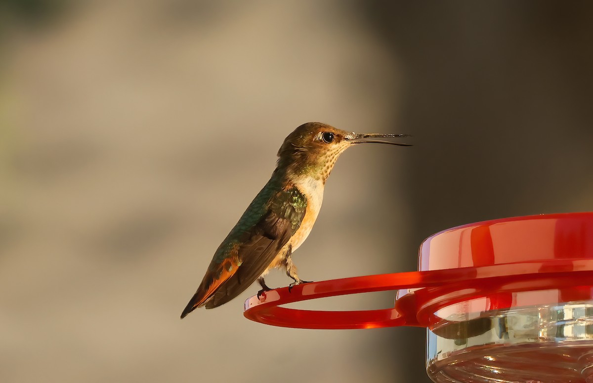 Allen's Hummingbird - ML623171092