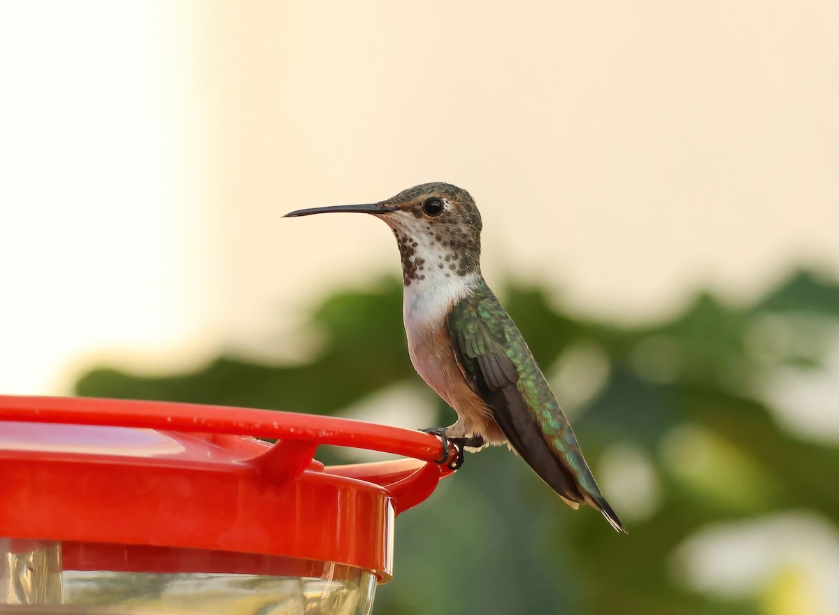 Allen's Hummingbird - ML623171093