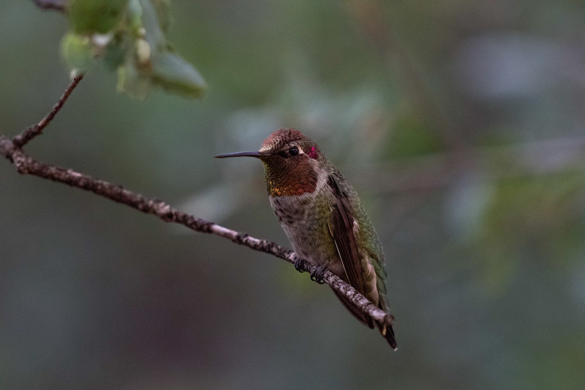 Anna's Hummingbird - Todd Brennan