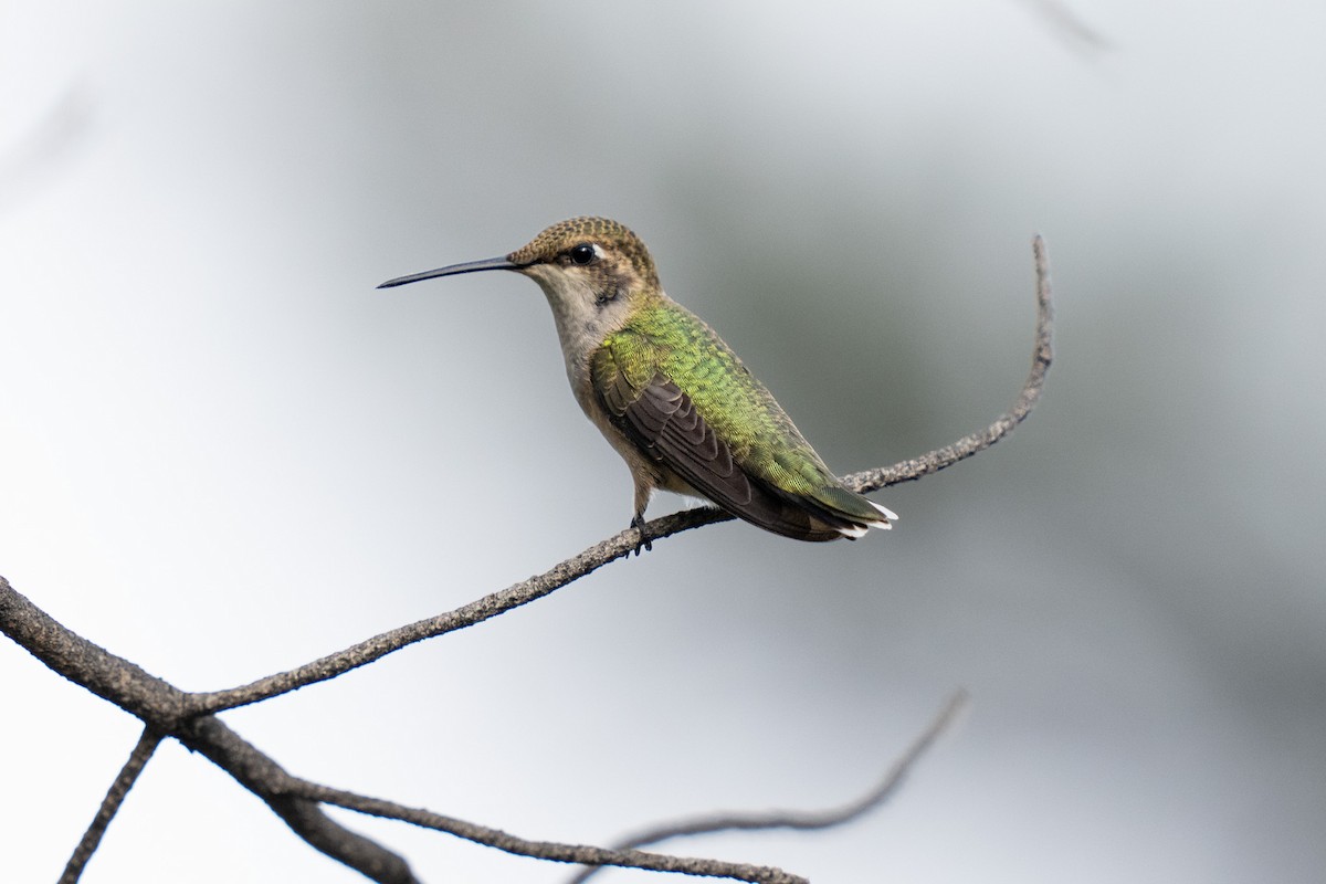 Black-chinned Hummingbird - ML623171138