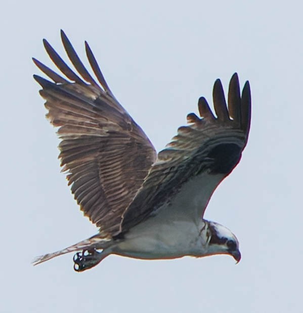 Osprey - ML623171235