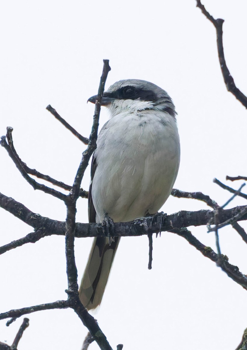 Loggerhead Shrike - ML623171240