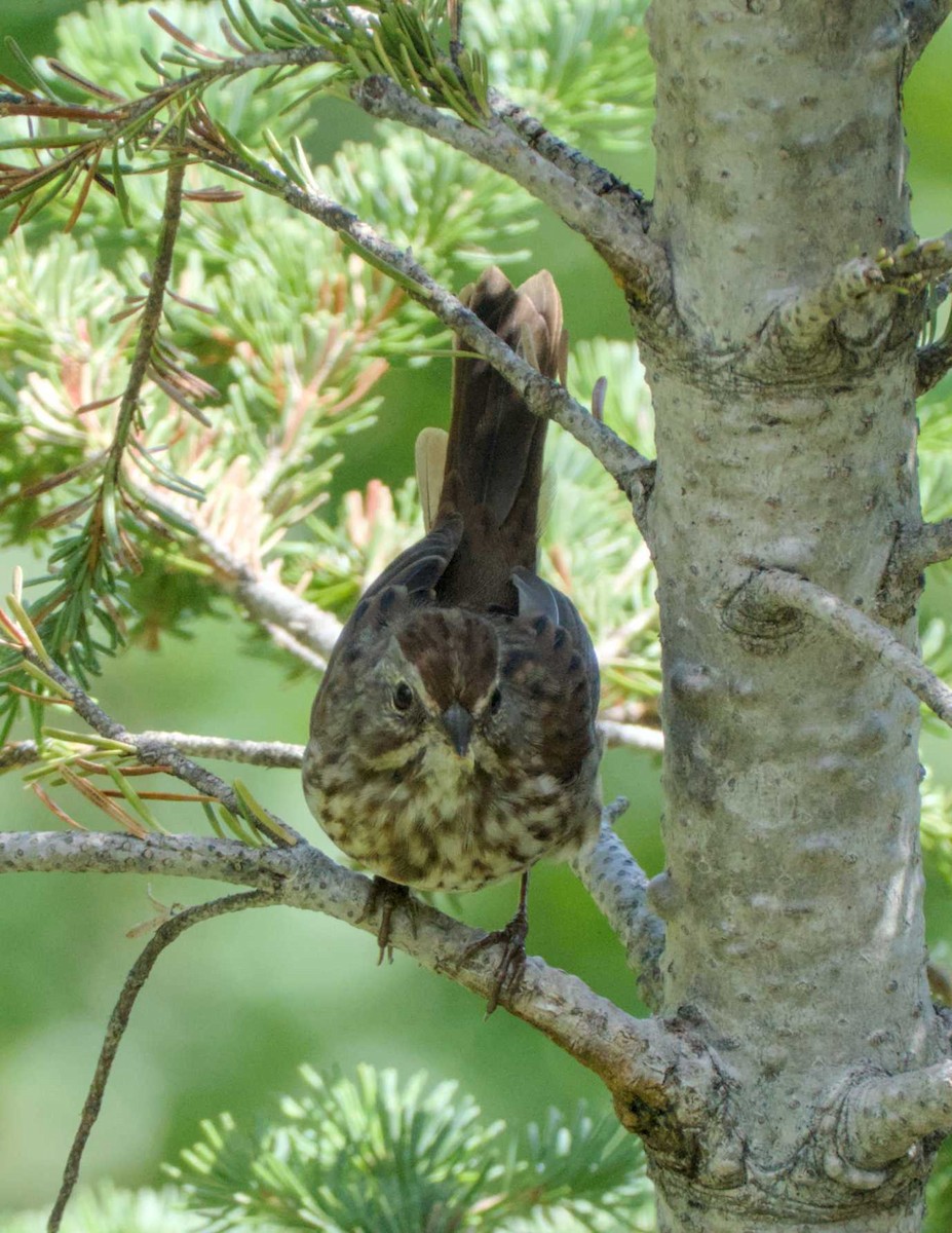 Lincoln's Sparrow - ML623171264