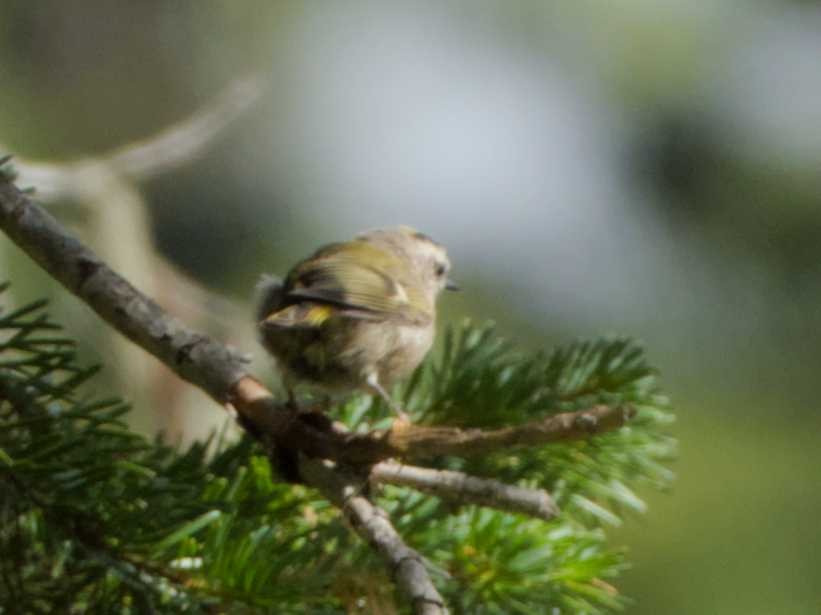 Roitelet à couronne dorée - ML623171272