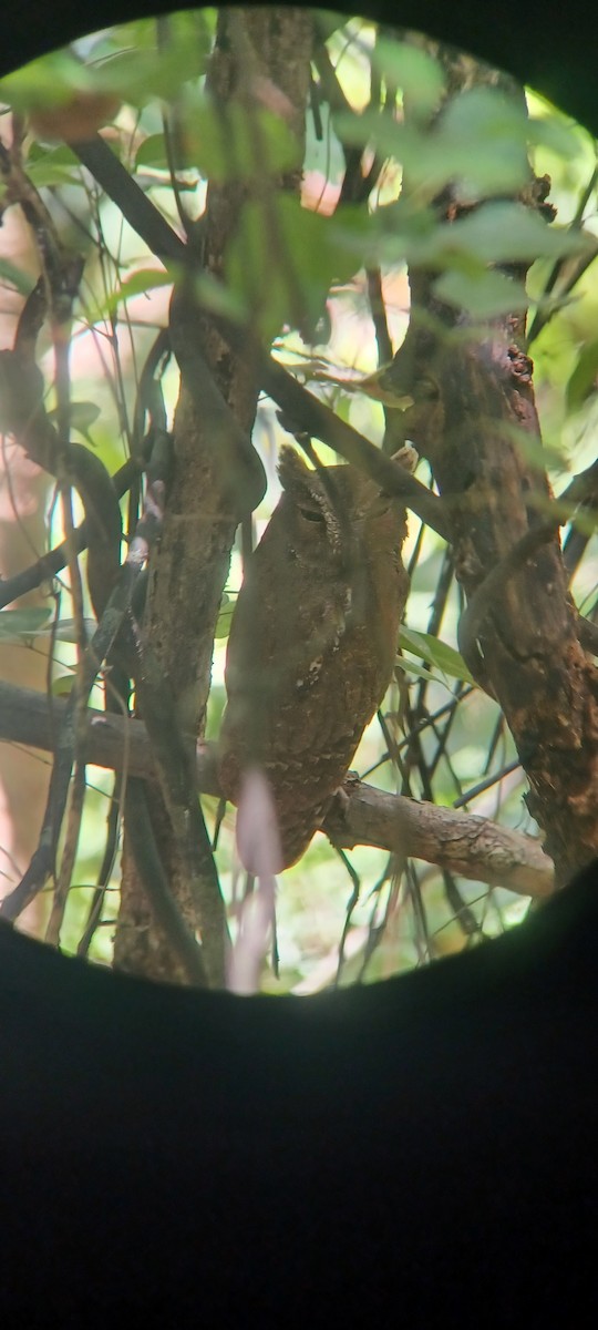 Madagascar Scops-Owl - Katie McGee