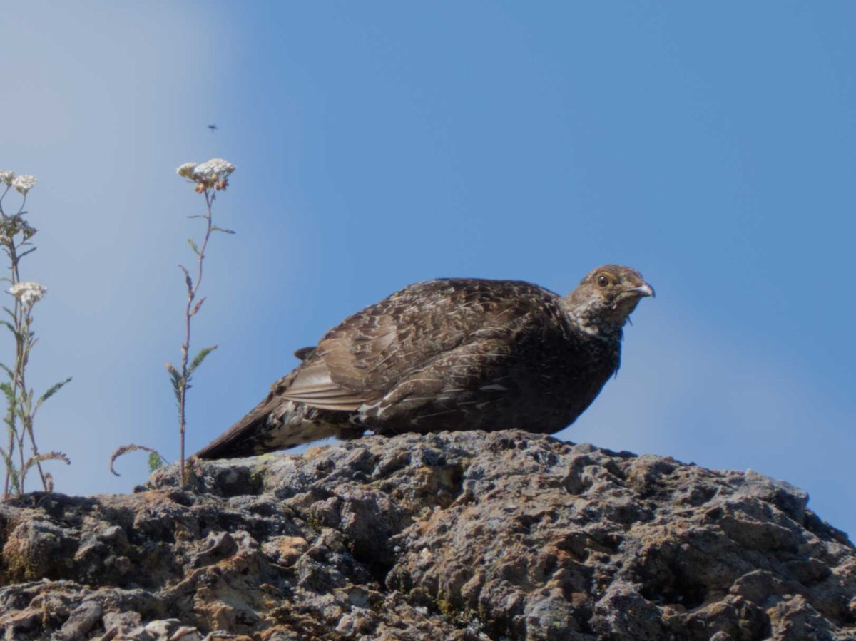 Dusky Grouse - ML623171339