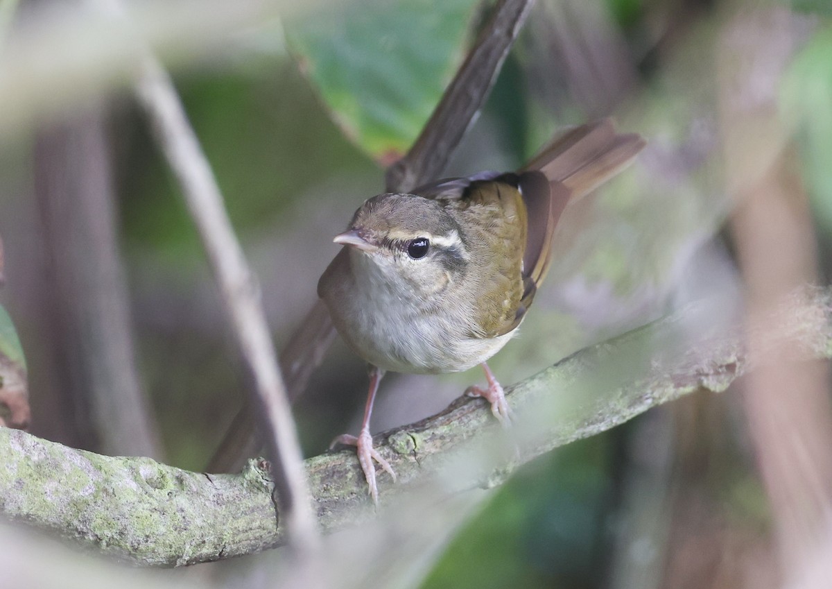 Pale-legged Leaf Warbler - ML623171343