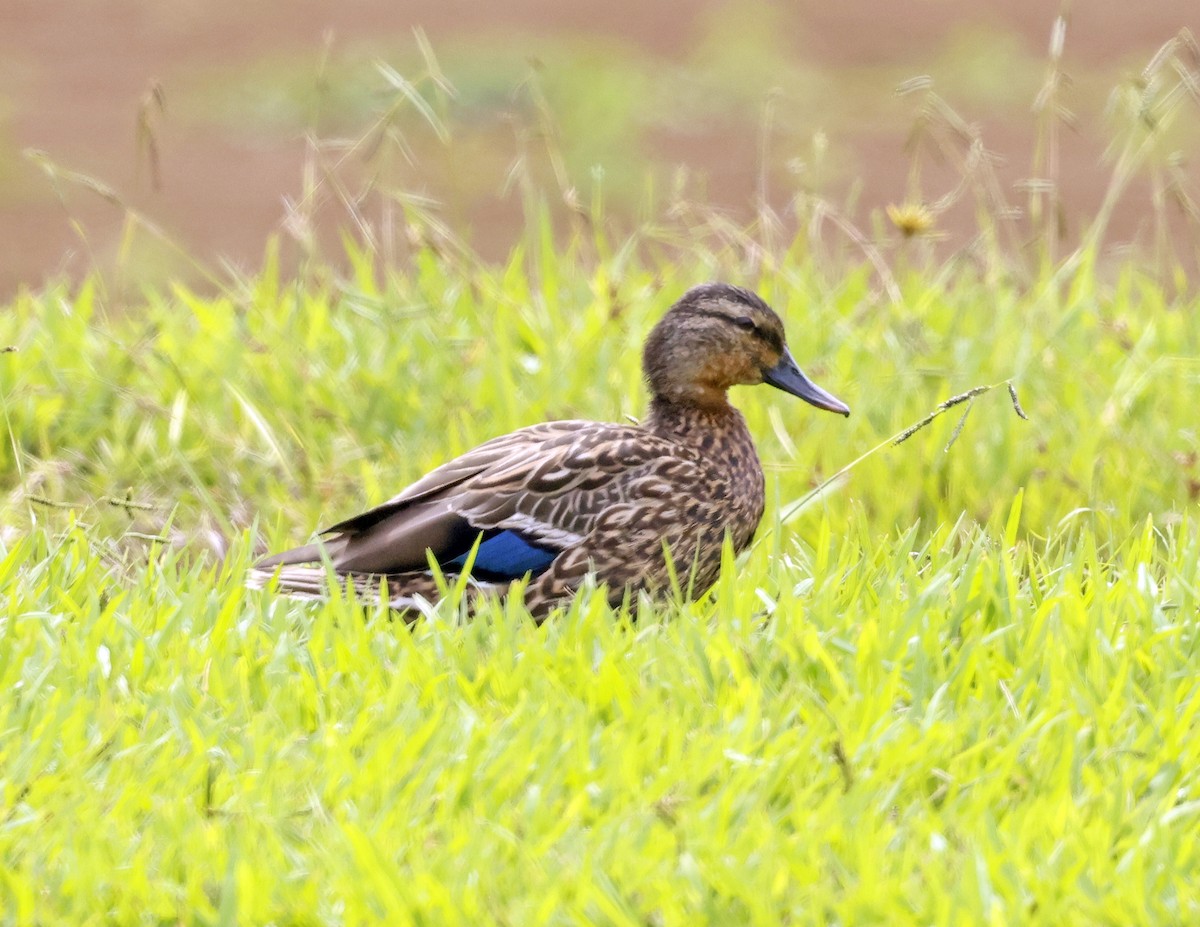 Canard des Hawaï - ML623171370