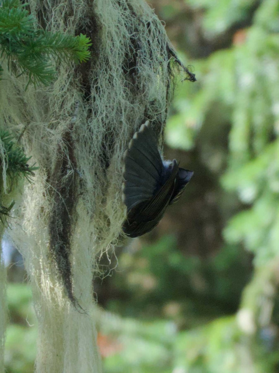 Canada Jay - ML623171401