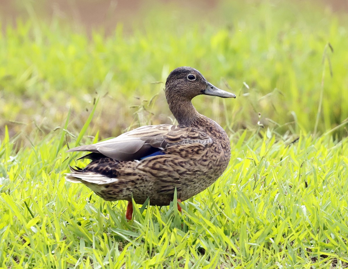 Hawaiian Duck - ML623171413