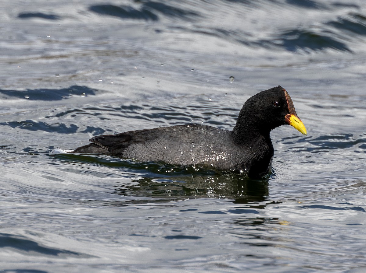 Red-fronted Coot - ML623171440