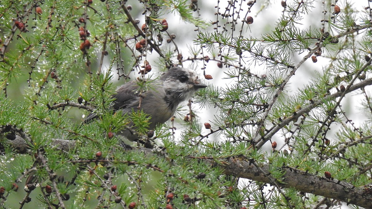 Canada Jay - ML623171535