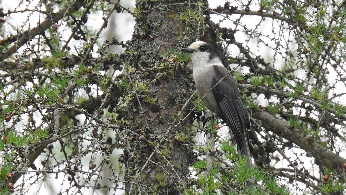 Canada Jay - Desmond J MacNeal